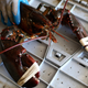 Image for article titled Maine Lobsters Accused of Starting Covid-19 Pandemic, Mainers Pissed